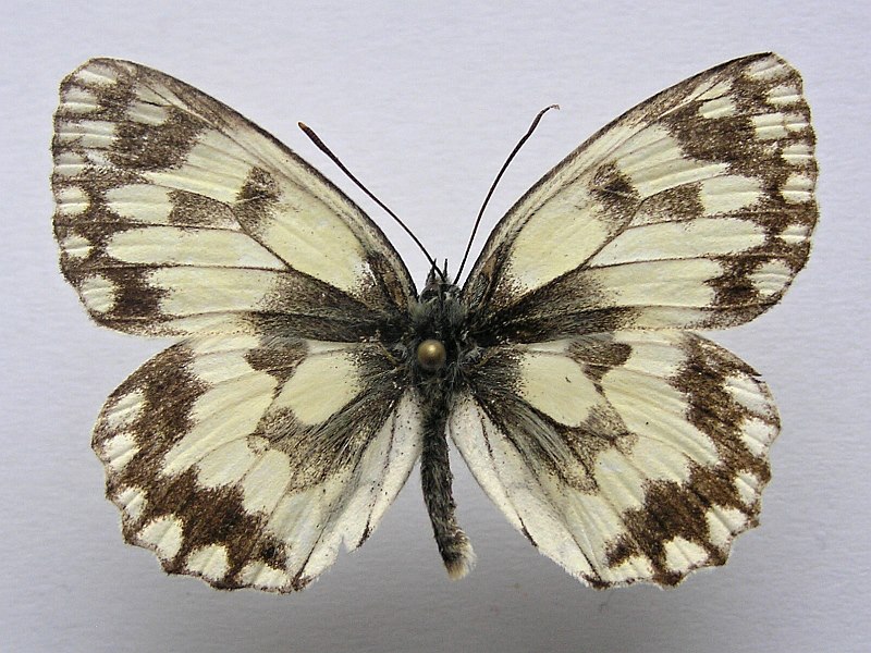 Melanargia galathea male (aberration) (Internet Image property of respective owner, non-commercial use only)